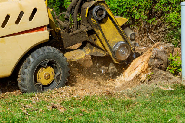 Best Dead Tree Removal  in Moosic, PA